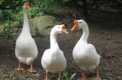 如何提高養鵝的經(jīng)濟效益?注意這三個(gè)秘訣