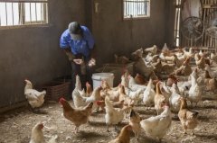 拉白痢、喜臥、腿瘸等大腸桿菌現象層出不窮？