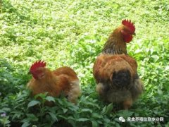 夏季高溫解暑抗應激解決腸道菌群紊亂??！