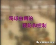 夏季球蟲(chóng)到底該怎么預防治療？都在這里！