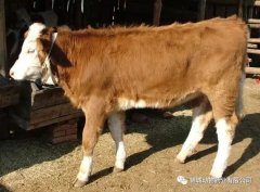 肥牛養殖過(guò)程中存在的問(wèn)題，應該如何進(jìn)行解決