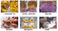 雞腺胃炎跟腸道混感?。夹g(shù)指導）