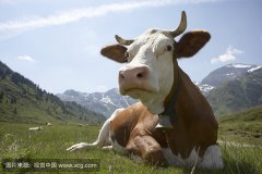 肥牛養殖過(guò)程中存在的問(wèn)題，以及解決的方法。