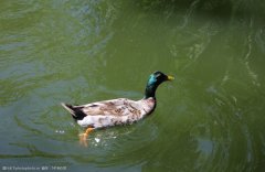 夏季肉鴨關(guān)鍵飼養管理要點(diǎn)（技術(shù)指導）