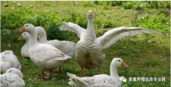 怎么治療鵝痛風(fēng)問(wèn)題？快進(jìn)來(lái)看看！