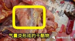 家禽氣囊炎其實(shí)不難治，找對方法最重要！