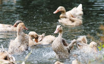 夏季肉鴨關(guān)鍵飼養管理要點(diǎn)（技術(shù)指導）